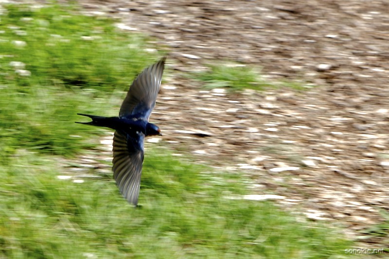 swooping swallow