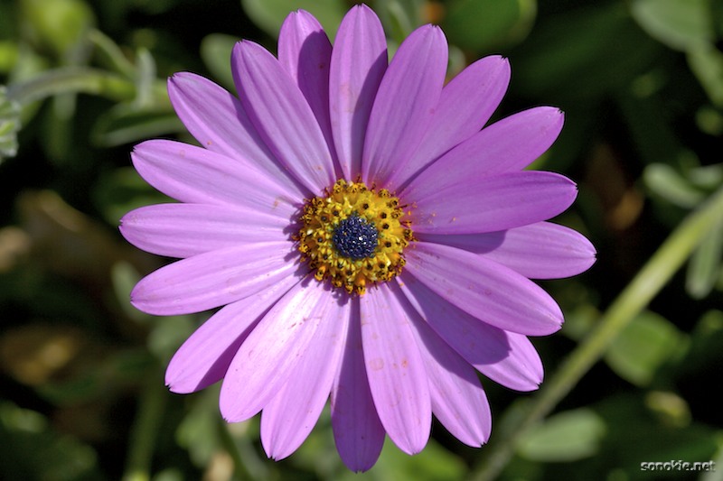 flower 2006