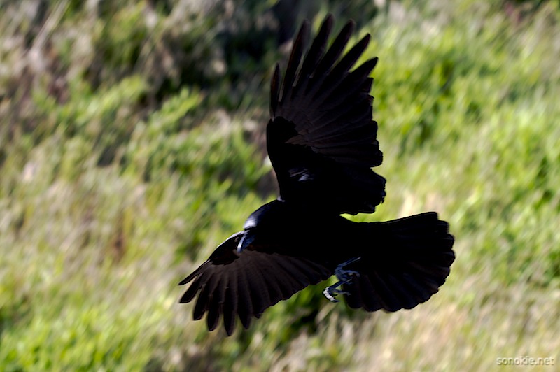 black wings 2