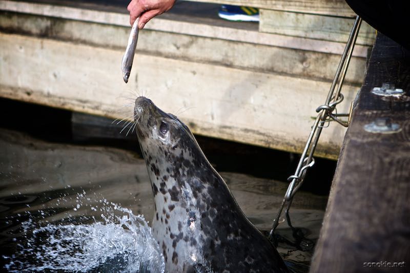 feeding a seal