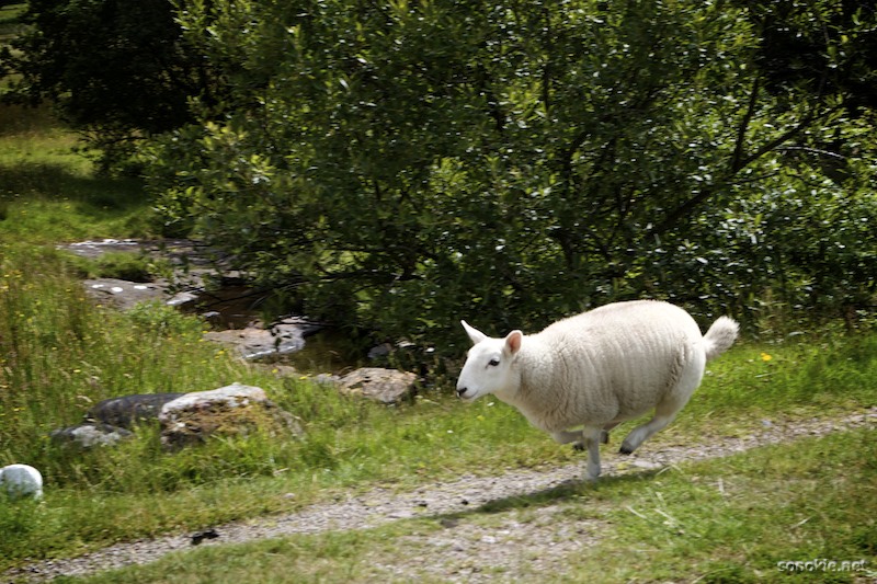 running sheep with attitude pictures