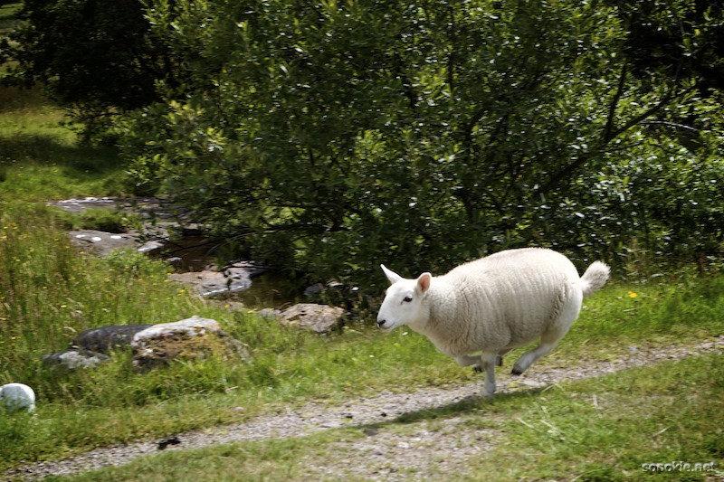 running sheep kicks man in barn