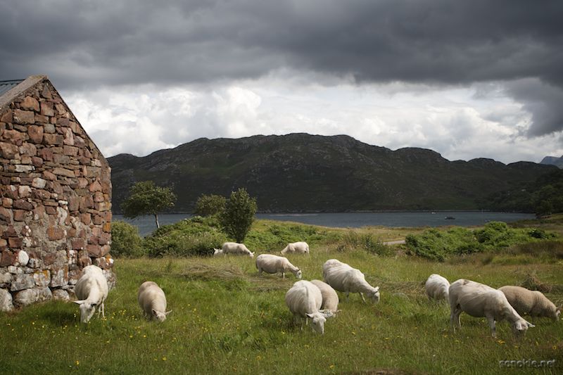 scottish sheep