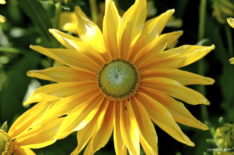 solar flowered